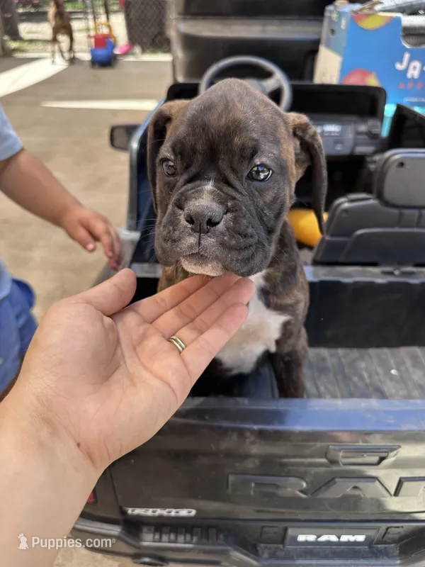 Juno – Boxer puppy for sale in San Gabriel, CA
