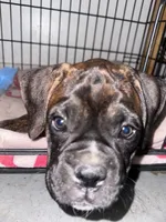 Juno, a female Boxer for sale in San Gabriel, CA – 4 of 7