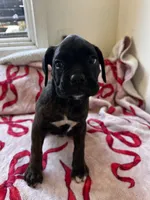 Kai , a male Boxer for sale in San Gabriel, CA – 2 of 5