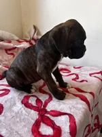 Juno, a female Boxer for sale in San Gabriel, CA – 2 of 6