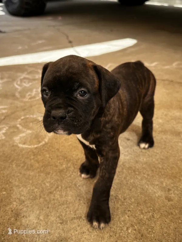 Jack jack – Boxer puppy for sale in San Gabriel, CA
