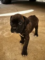 Jack jack, a male Boxer for sale in San Gabriel, CA – 1 of 4