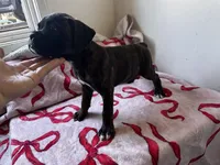 Kai , a male Boxer for sale in San Gabriel, CA – 5 of 5