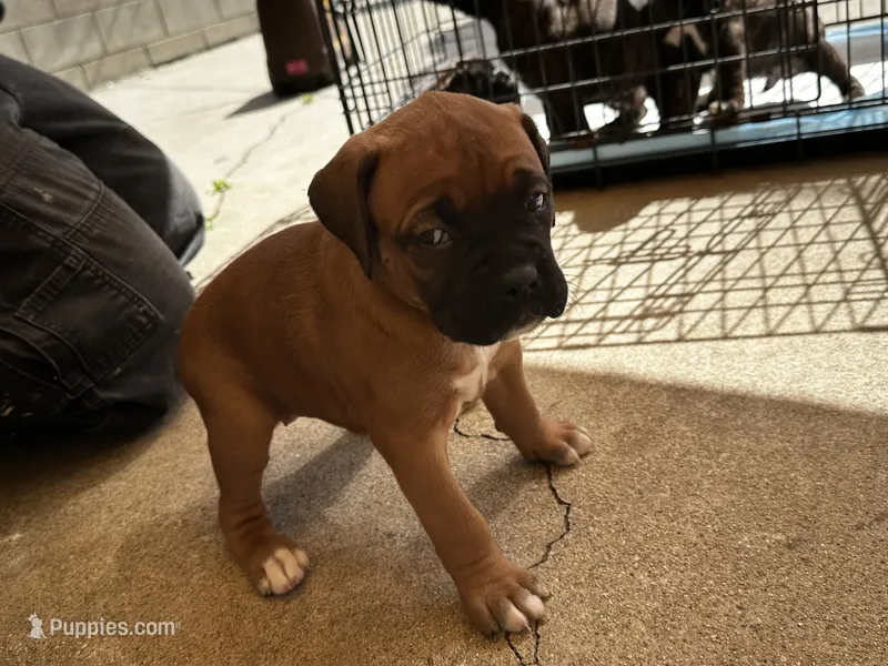 Peanut  – Boxer puppy for sale in San Gabriel, CA