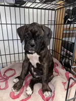 Juno, a female Boxer for sale in San Gabriel, CA – 1 of 7