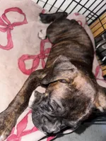 Juno, a female Boxer for sale in San Gabriel, CA – 7 of 7