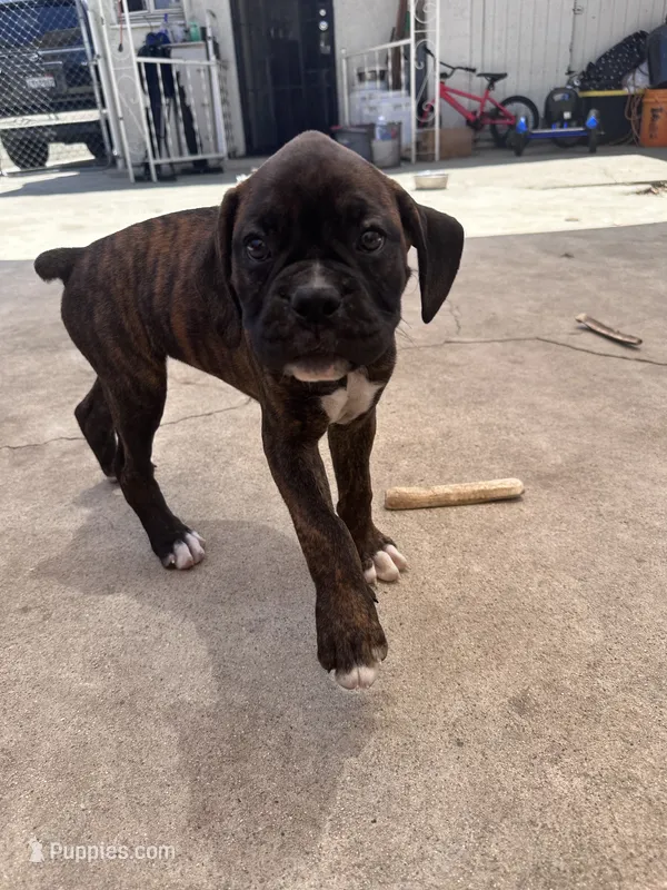 Juno – Boxer puppy for sale in San Gabriel, CA