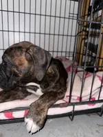 Juno, a female Boxer for sale in San Gabriel, CA – 6 of 7