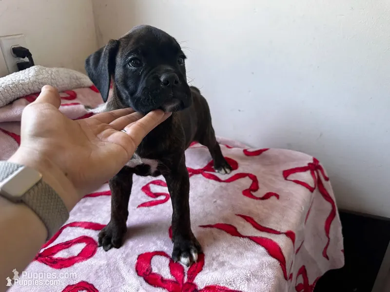 Kai  – Boxer puppy on hold in San Gabriel, CA