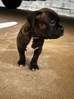 Jack jack, a male Boxer for sale in San Gabriel, CA – 2 of 4