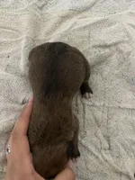 Peanut , a female Boxer for sale in San Gabriel, CA – Photo 3 of 3