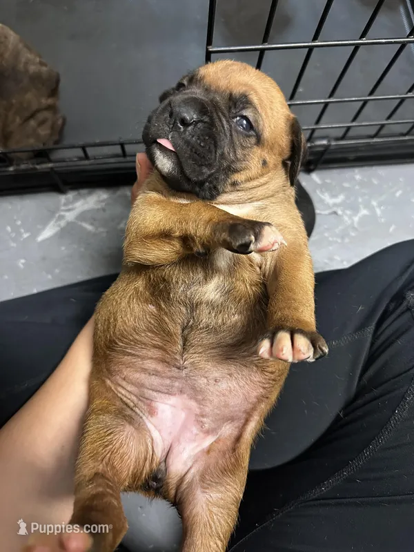 Peanut  – Boxer puppy for sale in San Gabriel, CA