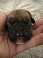 Peanut , a female Boxer for sale in San Gabriel, CA – Photo 1 of 3