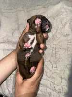 Peanut , a female Boxer for sale in San Gabriel, CA – Photo 2 of 3