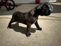 Jack jack, a male Boxer for sale in San Gabriel, CA – 4 of 4