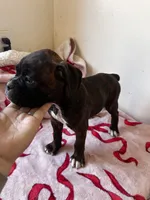 Juno, a female Boxer for sale in San Gabriel, CA – 4 of 6