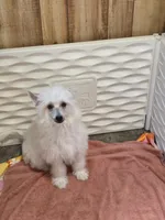 Chalk, a male Chinese Crested for sale in Princeton, MN – 2 of 10