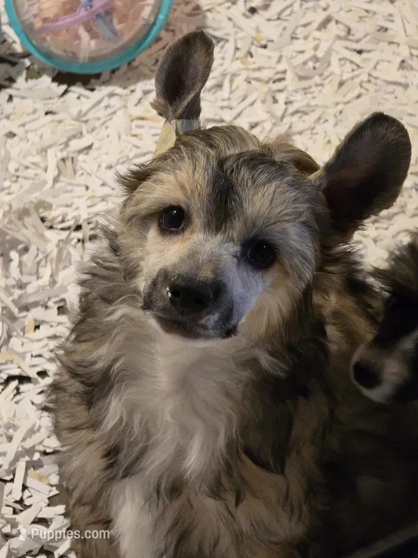 Orca – Chinese Crested puppy for sale in Princeton, MN