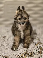 Orca, a male Chinese Crested for sale in Princeton, MN – 4 of 5