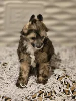Orca, a male Chinese Crested for sale in Princeton, MN – 5 of 5