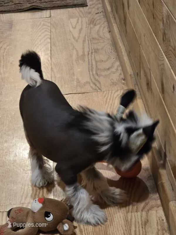 Ozzie  – Chinese Crested puppy for sale in Princeton, MN