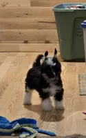 Jack, a male Chinese Crested for sale in Princeton, MN – 2 of 5
