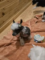 Ozzie , a male Chinese Crested for sale in Princeton, MN – 7 of 7