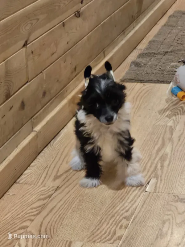 Jack – Chinese Crested puppy for sale in Princeton, MN