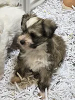 Rudi , a female Chinese Crested for sale in Princeton, MN – 4 of 9