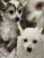 Rudi , a female Chinese Crested for sale in Princeton, MN – 6 of 9