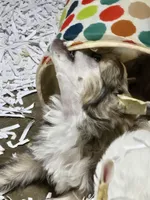 Rudi , a female Chinese Crested for sale in Princeton, MN – 3 of 9