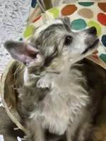 Rudi , a female Chinese Crested for sale in Princeton, MN – 2 of 9
