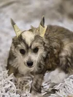 Rudi , a female Chinese Crested for sale in Princeton, MN – 9 of 9