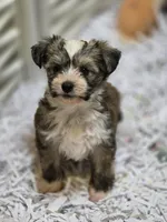 Rudi , a female Chinese Crested for sale in Princeton, MN – 7 of 9