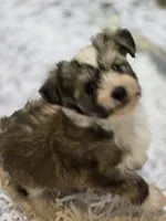 Rudi , a female Chinese Crested for sale in Princeton, MN – 8 of 9