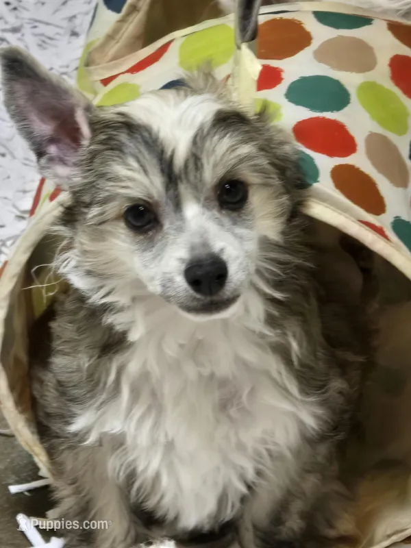 Rudi  – Chinese Crested puppy for sale in Princeton, MN