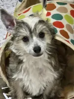 Rudi , a female Chinese Crested for sale in Princeton, MN – 1 of 9