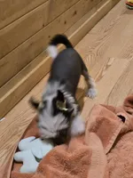 Ozzie , a male Chinese Crested for sale in Princeton, MN – 6 of 7