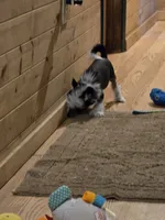 Ozzie , a male Chinese Crested for sale in Princeton, MN – 5 of 7
