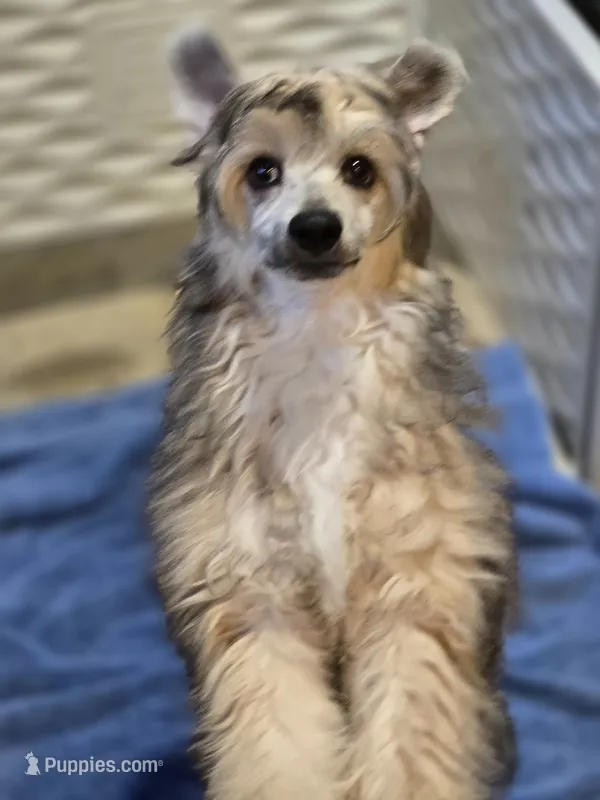 Rudi  – Chinese Crested puppy for sale in Princeton, MN