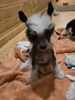 Ozzie , a male Chinese Crested for sale in Princeton, MN – 3 of 7