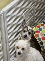 Chalk, a male Chinese Crested for sale in Princeton, MN – 3 of 8