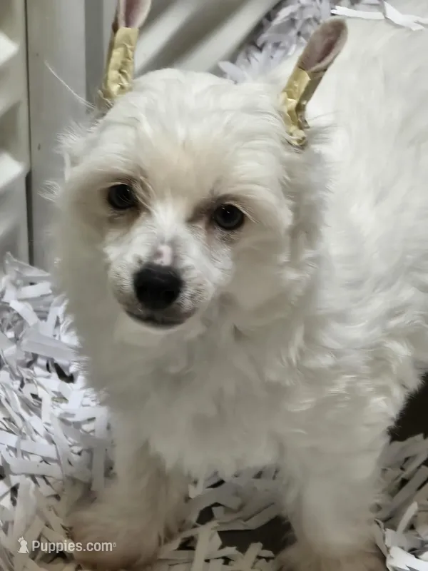 Chalk – Chinese Crested puppy for sale in Princeton, MN