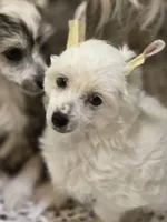 Chalk, a male Chinese Crested for sale in Princeton, MN – 5 of 8