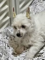 Chalk, a male Chinese Crested for sale in Princeton, MN – 4 of 8