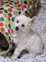 Chalk, a male Chinese Crested for sale in Princeton, MN – 2 of 8