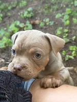 Lily, a female American Bully for sale in East Hartford, CT – 3 of 6