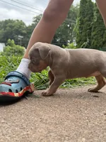 Lily, a female American Bully for sale in East Hartford, CT – 2 of 6