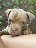 Lily, a female American Bully for sale in East Hartford, CT – 5 of 6