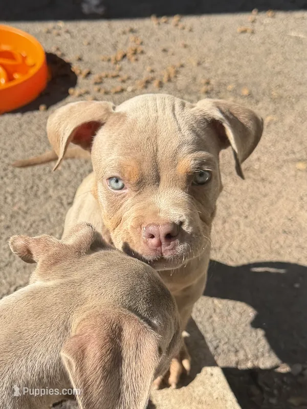 Thor – American Bully puppy for sale in East Hartford, CT